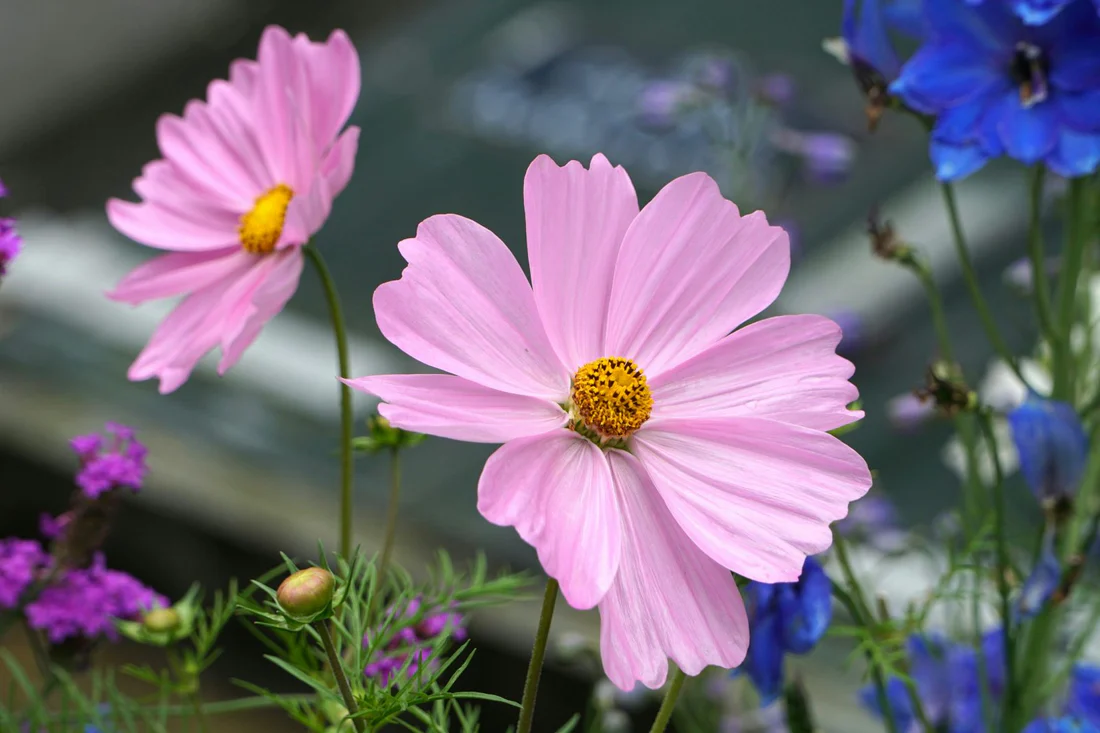 Abu Dhabi Florist Delivery: Trusted Online Flower Delivery Sharjah for Every Occasion